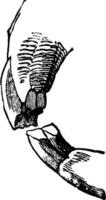 Incisor of a rodent, vintage engraving. vector