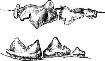 Cat teeth, vintage engraving. vector