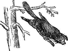 Flying squirrel or Pteromyini, vintage engraving. vector