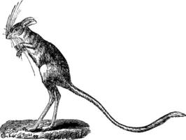 Jerboa, vintage engraving. vector