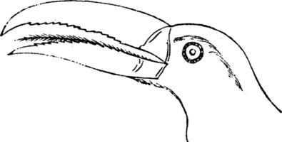 Head of toucan, vintage engraving. vector