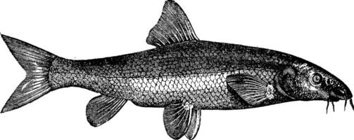 Barbel, vintage engraving. vector