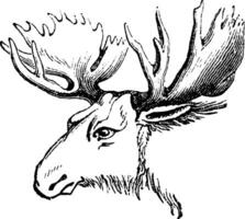 Moose or Eurasian elk, vintage engraving. vector