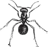 Ant, vintage engraving. vector