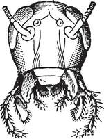 Head Cockroach front view, vintage engraving. vector