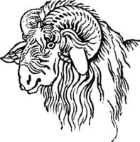 Argali head, vintage engraving. vector