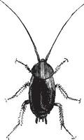 Cockroach, vintage engraving. vector