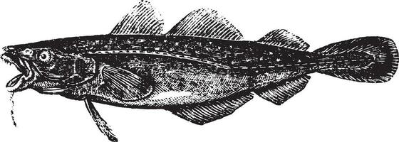 Atlantic cod, vintage engraving. vector