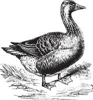 Goose, vintage engraving. vector