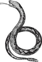 crotal o serpiente de cascabel, Clásico grabado. vector