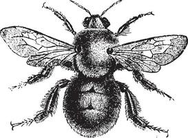 Bumblebee, vintage engraving. vector