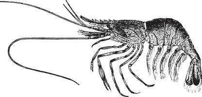 Palaemon or shrimp, vintage engraving. vector