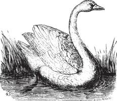 Swan, vintage engraving. vector