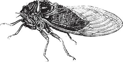 Common cicada, vintage engraving. vector