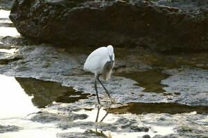 a white bird standing in shallow water near rocks photo