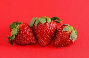 three strawberries on a red background photo