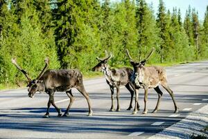 reno cruce el la carretera en Finlandia foto