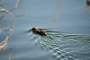 a beaver swimming in the water photo