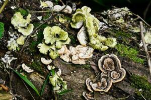 a group of mushrooms growing on a tree photo