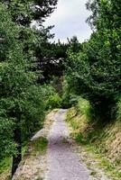 a path through the woods photo