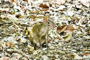 a small animal sitting on the ground in the leaves photo