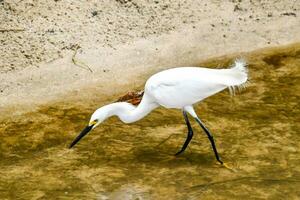 a white bird with long legs is standing in shallow water photo