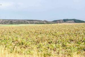 a field with a mountain range in the background photo