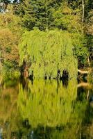 a tree is reflected in the water of a lake photo