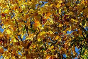 autumn leaves on a tree photo