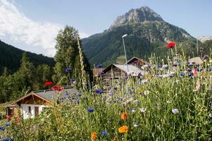 flowers in vallorcine in haute savoie ,france photo