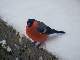 bird in loire photo