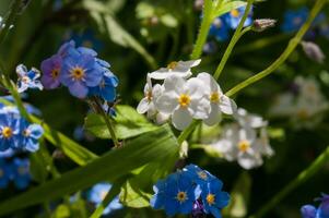 flowers in loire photo