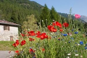 flowers in vallorcine in haute savoie ,france photo