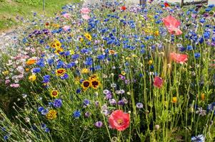 flowers in vallorcine in haute savoie ,france photo