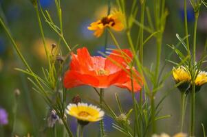 flowers in vallorcine in haute savoie ,france photo