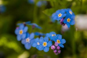 flowers in loire photo