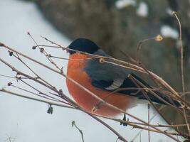 bird in loire photo