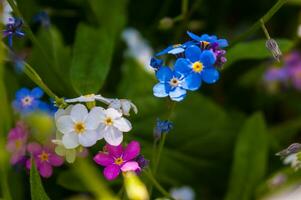 flowers in loire photo