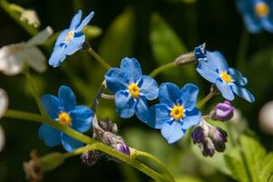 flowers in loire photo