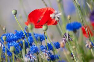 flores en vallorcino en alta Saboya ,Francia foto