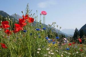 flowers in vallorcine in haute savoie ,france photo