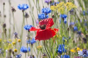 flowers in vallorcine in haute savoie ,france photo