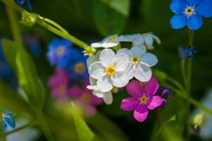 flowers in loire photo