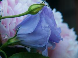 bouquet in flowers photo