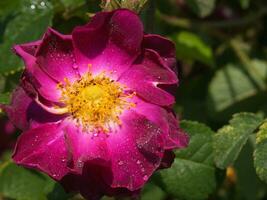 roseraie in saint galmier in loire in france photo