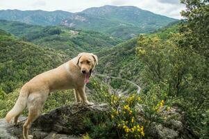 gorges of baume ,ardeche,france photo