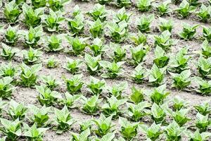 a field of green plants growing in the dirt photo