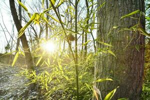 the sun shines through the trees in a forest photo