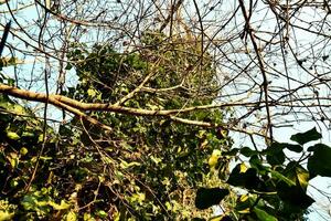 un árbol con hojas y ramas en el aire foto