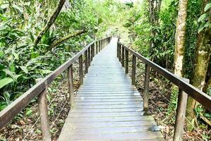 a wooden walkway in the jungle photo